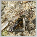 Halictus cf confusus - Furchenbiene m01 7mm.jpg